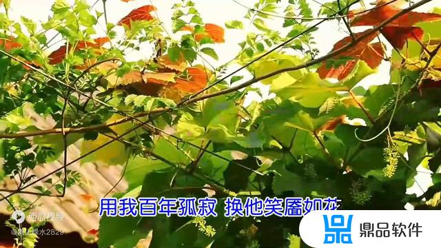 歌词里有风字的歌抖音热歌(歌词里有风字的歌抖音热歌是什么)