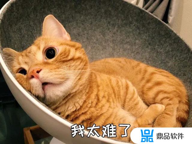 抖音ar橘猫为什么放置不了(抖音ar橘猫为什么没有)