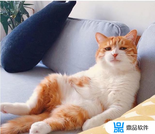 抖音ar橘猫为什么放置不了(抖音ar橘猫为什么没有)