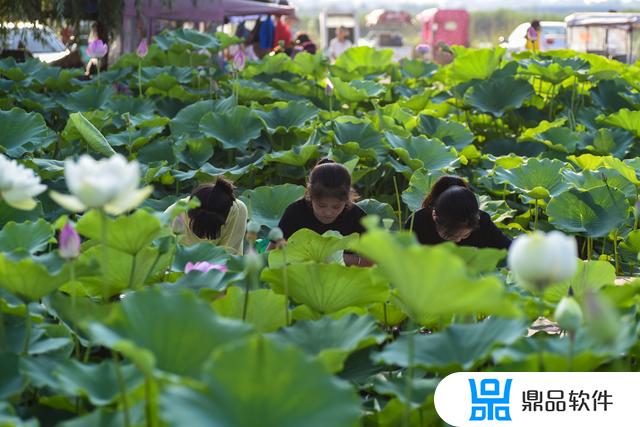 抖音荷花池道具荷花怎么转圈(抖音里荷花道具在哪)