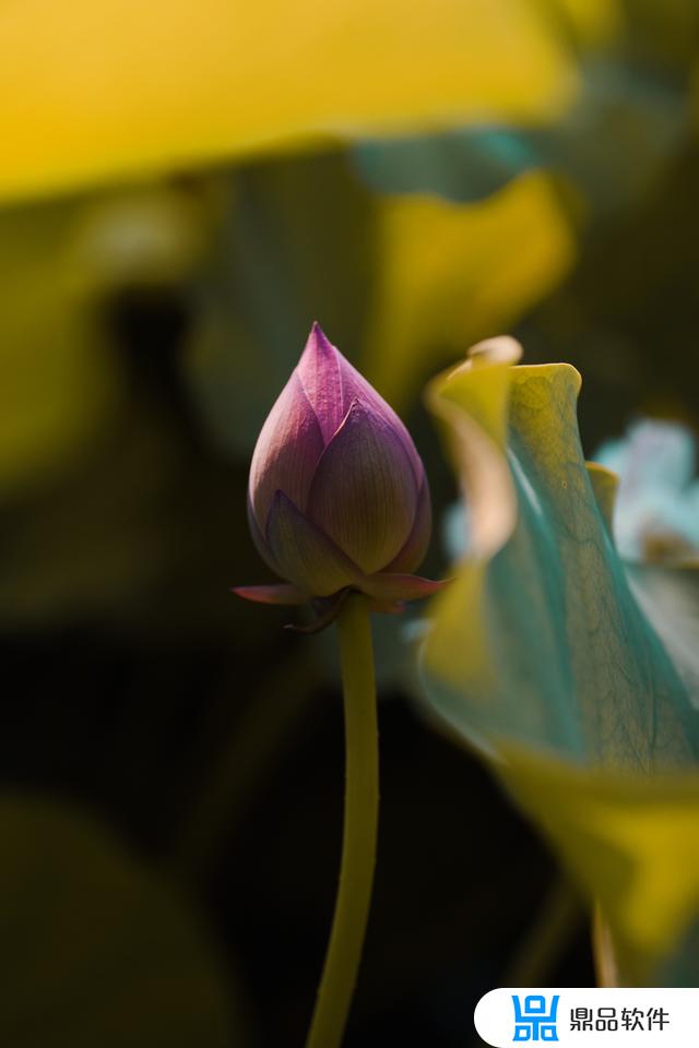 抖音荷花池道具荷花怎么转圈(抖音里荷花道具在哪)