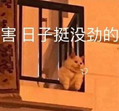 抖音要扶着墙的小猫表情(抖音上一只靠墙的猫的表情是什么意思)