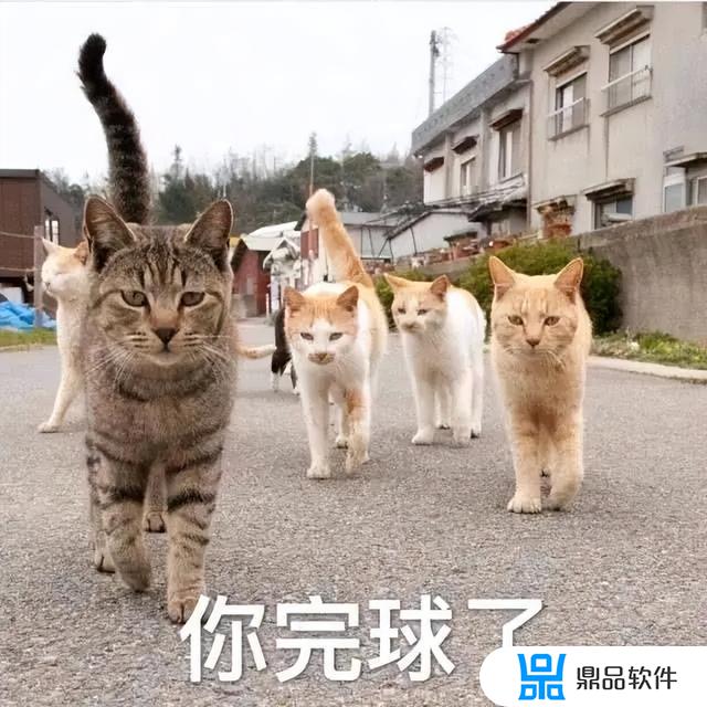 抖音要扶着墙的小猫表情(抖音上一只靠墙的猫的表情是什么意思)