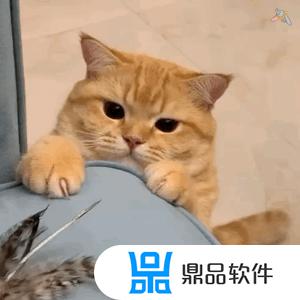 抖音要扶着墙的小猫表情(抖音上一只靠墙的猫的表情是什么意思)