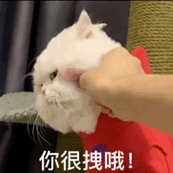 抖音要扶着墙的小猫表情(抖音上一只靠墙的猫的表情是什么意思)