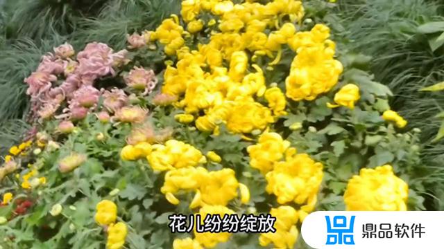 花开花落抖音 用户(花开花落抖音里谁唱的)