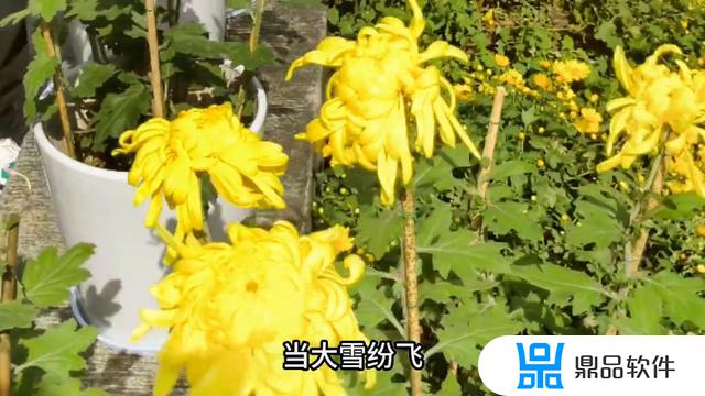 花开花落抖音 用户(花开花落抖音里谁唱的)