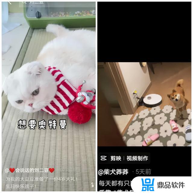 抖音里直播的狗为什么都在睡觉(抖音里的狗狗为什么那么聪明)