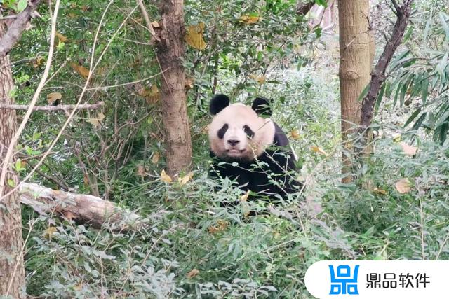 抖音上打喷嚏变熊猫的怎么弄的(抖音打喷嚏变熊猫的特效在哪里)