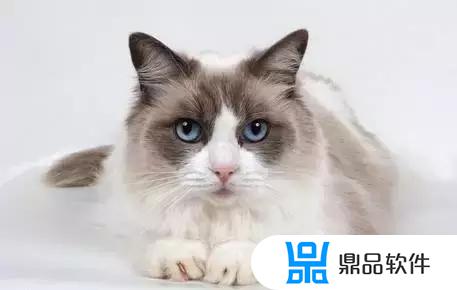 抖音布偶猫怎么做(抖音布偶猫怎么做主播)