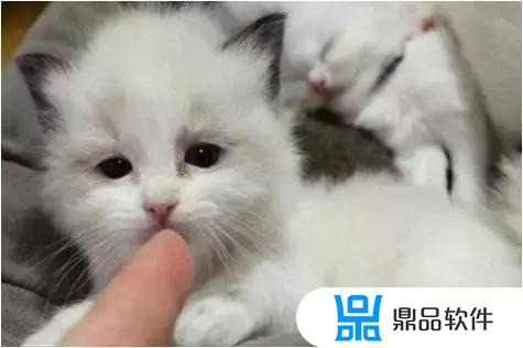 抖音布偶猫怎么做(抖音布偶猫怎么做主播)