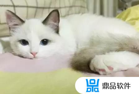 抖音布偶猫怎么做(抖音布偶猫怎么做主播)