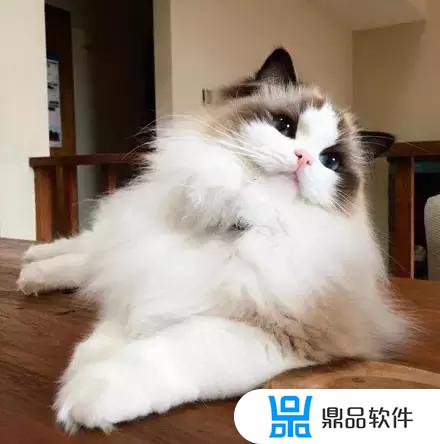 抖音布偶猫怎么做(抖音布偶猫怎么做主播)