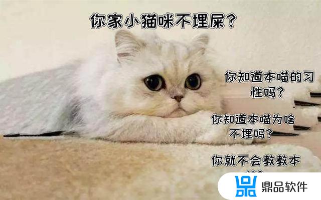 猫咪为什么不会埋粪便抖音博主(为什么猫咪不会埋屎)