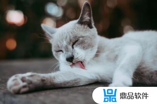 猫咪为什么不会埋粪便抖音博主(为什么猫咪不会埋屎)