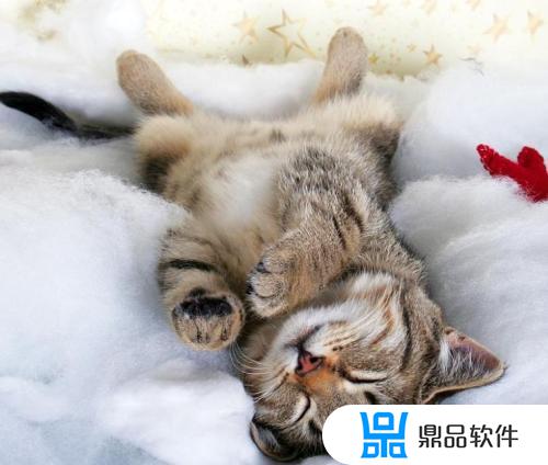 猫咪为什么不会埋粪便抖音博主(为什么猫咪不会埋屎)