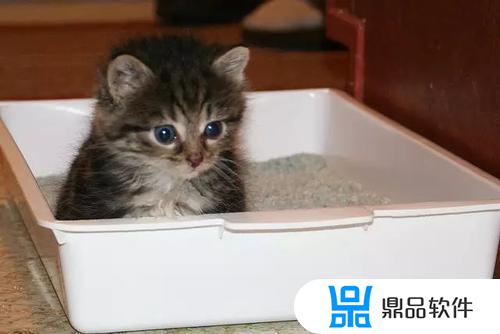 猫咪为什么不会埋粪便抖音博主(为什么猫咪不会埋屎)