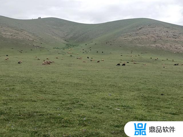 风吹草低见雪山蓝天抖音(风吹草低见牛羊那首歌)