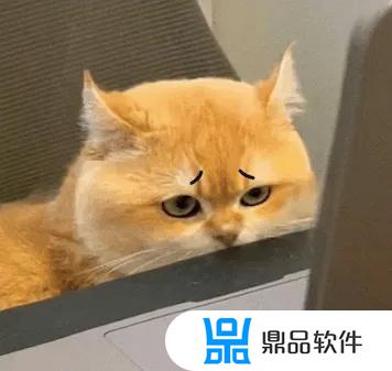 猫微笑表情特效怎么做抖音(猫微笑表情特效怎么做抖音视频)