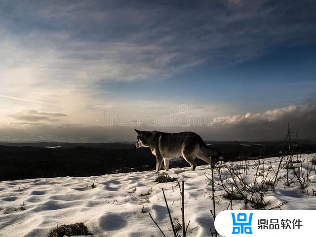 小狗格林抖音完整视频(格林狗狗图片)