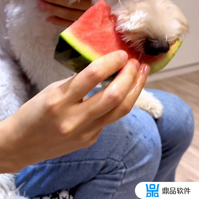 抖音猪八戒吃西瓜怎么搜(抖音猪八戒吃西瓜音乐叫什么名字)