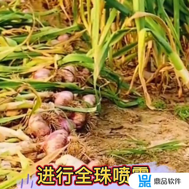 大蒜抖音短视频我怎么这么好看(抖音卖大蒜的搞笑视频)