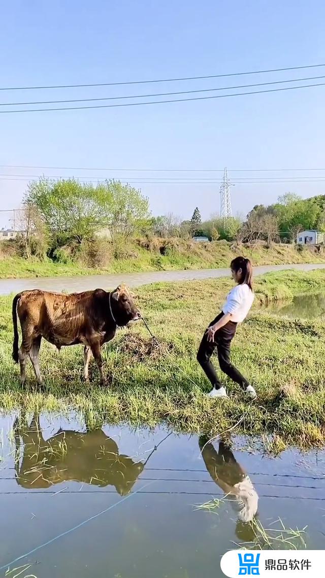 抖音小游戏的对牛弹琴如何让牛跳起舞来(抖音小游戏对牛弹琴怎么过)