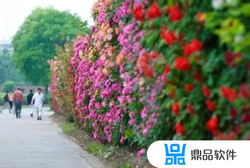 醉蝶花抖音怎么拍(醉蝶花抖音怎么拍好看)