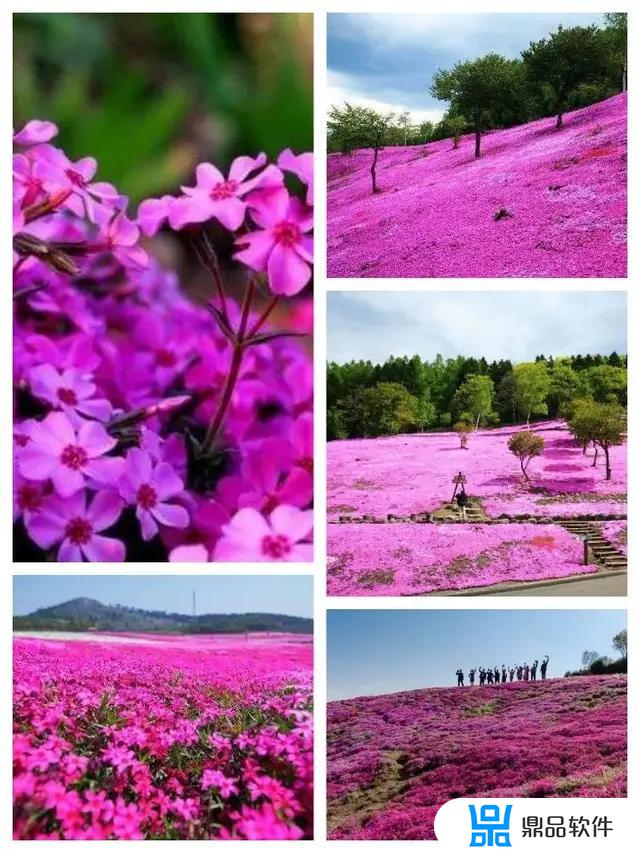 醉蝶花抖音怎么拍(醉蝶花抖音怎么拍好看)