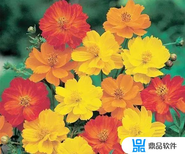 醉蝶花抖音怎么拍(醉蝶花抖音怎么拍好看)