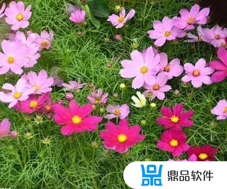 醉蝶花抖音怎么拍(醉蝶花抖音怎么拍好看)