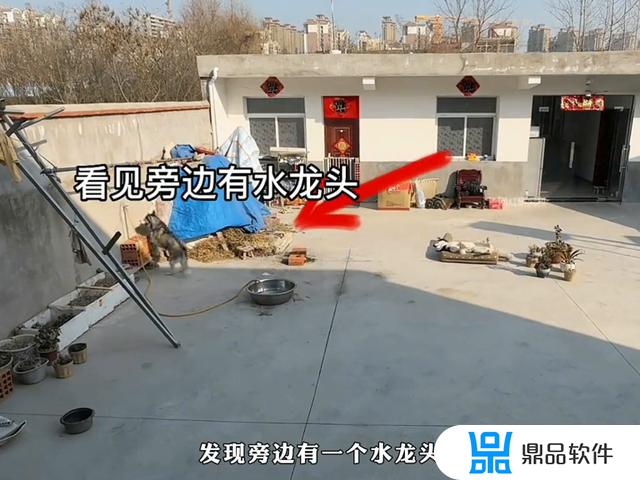 抖音小狗冰淇淋吓狗(抖音小狗冰淇淋吓狗视频)