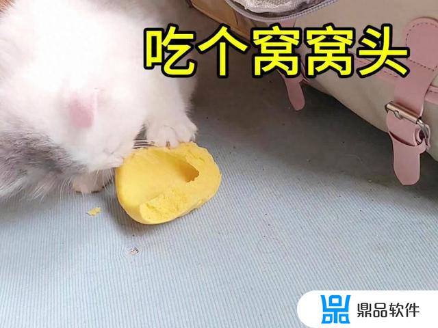 抖音小奶猫叫声(抖音小奶猫叫声音频)