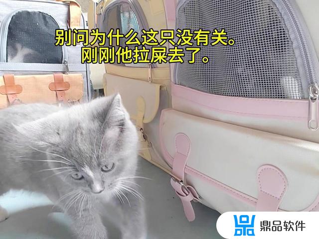 抖音小奶猫叫声(抖音小奶猫叫声音频)