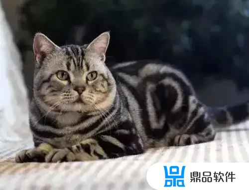 抖音大圆子是什么猫(抖音上的大圆子是什么猫)