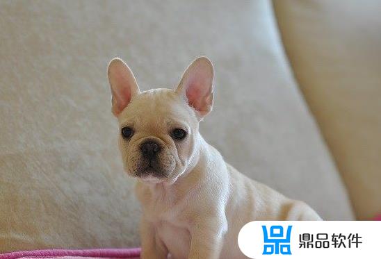 抖音如何把人头弄成斗牛犬(抖音如何把人头弄成斗牛犬头像)