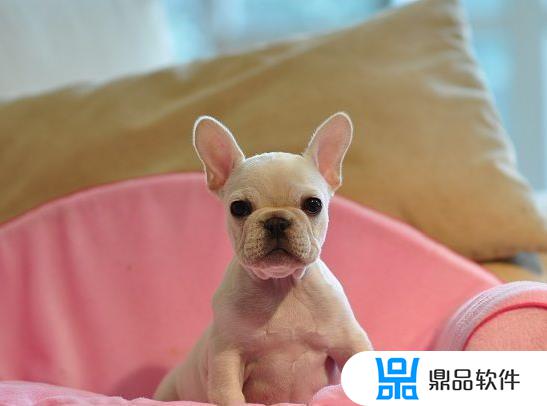 抖音如何把人头弄成斗牛犬(抖音如何把人头弄成斗牛犬头像)