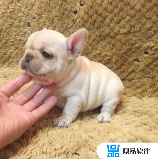 抖音如何把人头弄成斗牛犬(抖音如何把人头弄成斗牛犬头像)