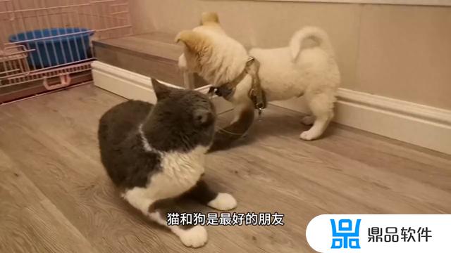 猫咪和狗怎么玩抖音(猫咪和狗怎么玩抖音视频)