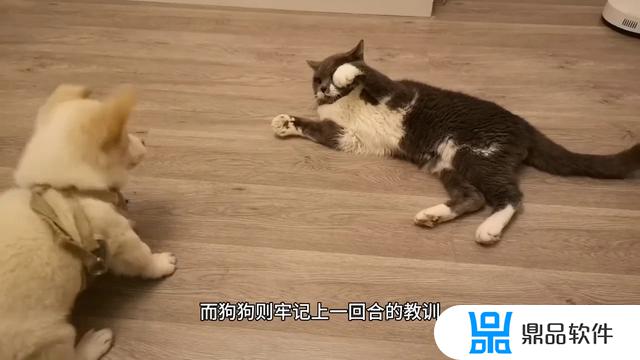 猫咪和狗怎么玩抖音(猫咪和狗怎么玩抖音视频)