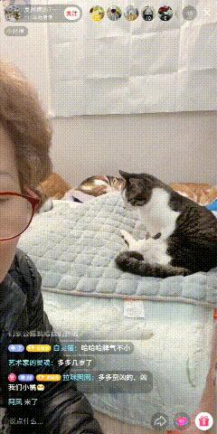 抖音直播间怎么领养猫(抖音直播间怎么领养猫咪的礼物)