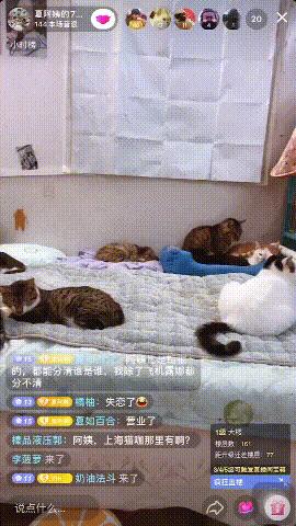 抖音直播间怎么领养猫(抖音直播间怎么领养猫咪的礼物)