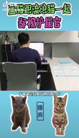 抖音直播间怎么领养猫(抖音直播间怎么领养猫咪的礼物)