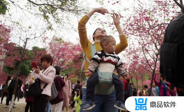 樱花林事件抖音受伤小孩子(樱花林照片)