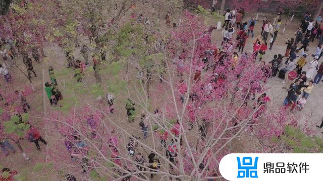 樱花林事件抖音受伤小孩子(樱花林照片)