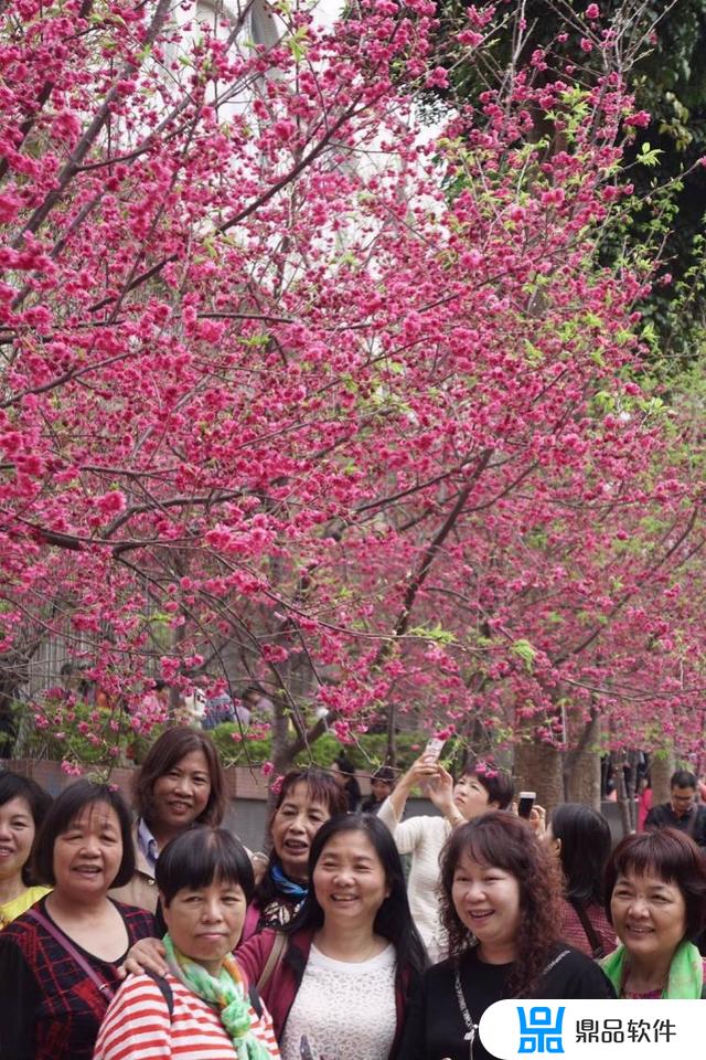 樱花林事件抖音受伤小孩子(樱花林照片)