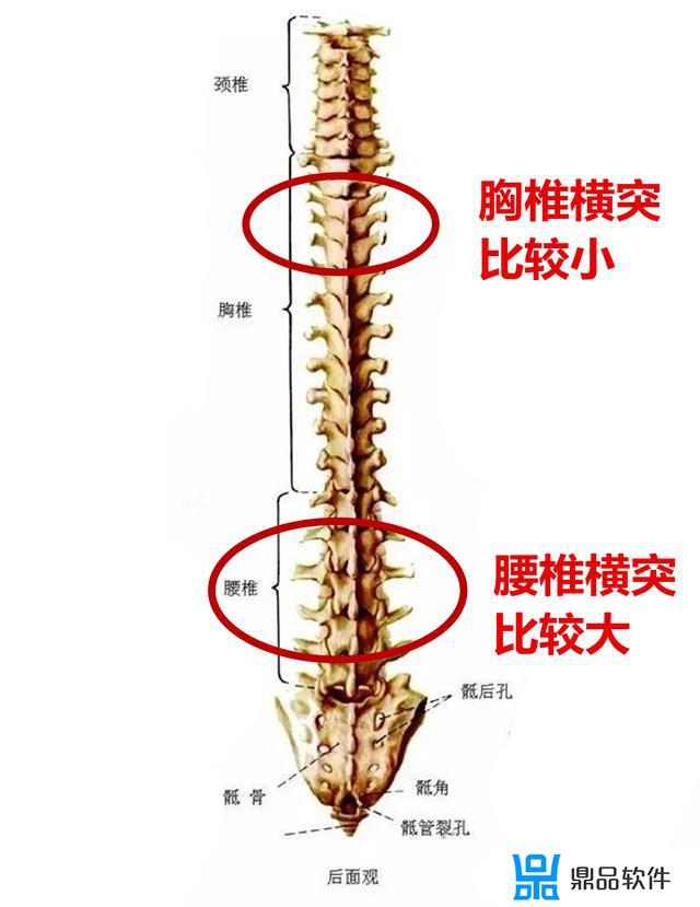 抖音怎么瘦四肢(抖音怎么瘦胳膊)