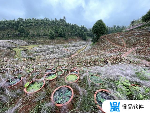 抖音里的茶花的图片(抖音里的茶花的图片怎么弄)