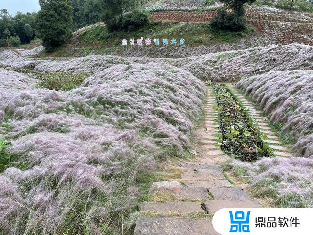 抖音里的茶花的图片(抖音里的茶花的图片怎么弄)