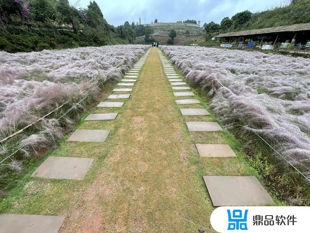 抖音里的茶花的图片(抖音里的茶花的图片怎么弄)